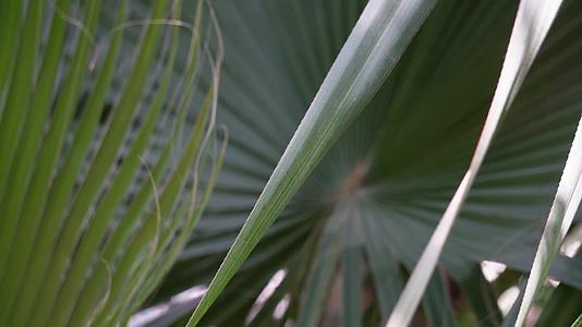 蒲扇原料棕榈树叶子视频的预览图