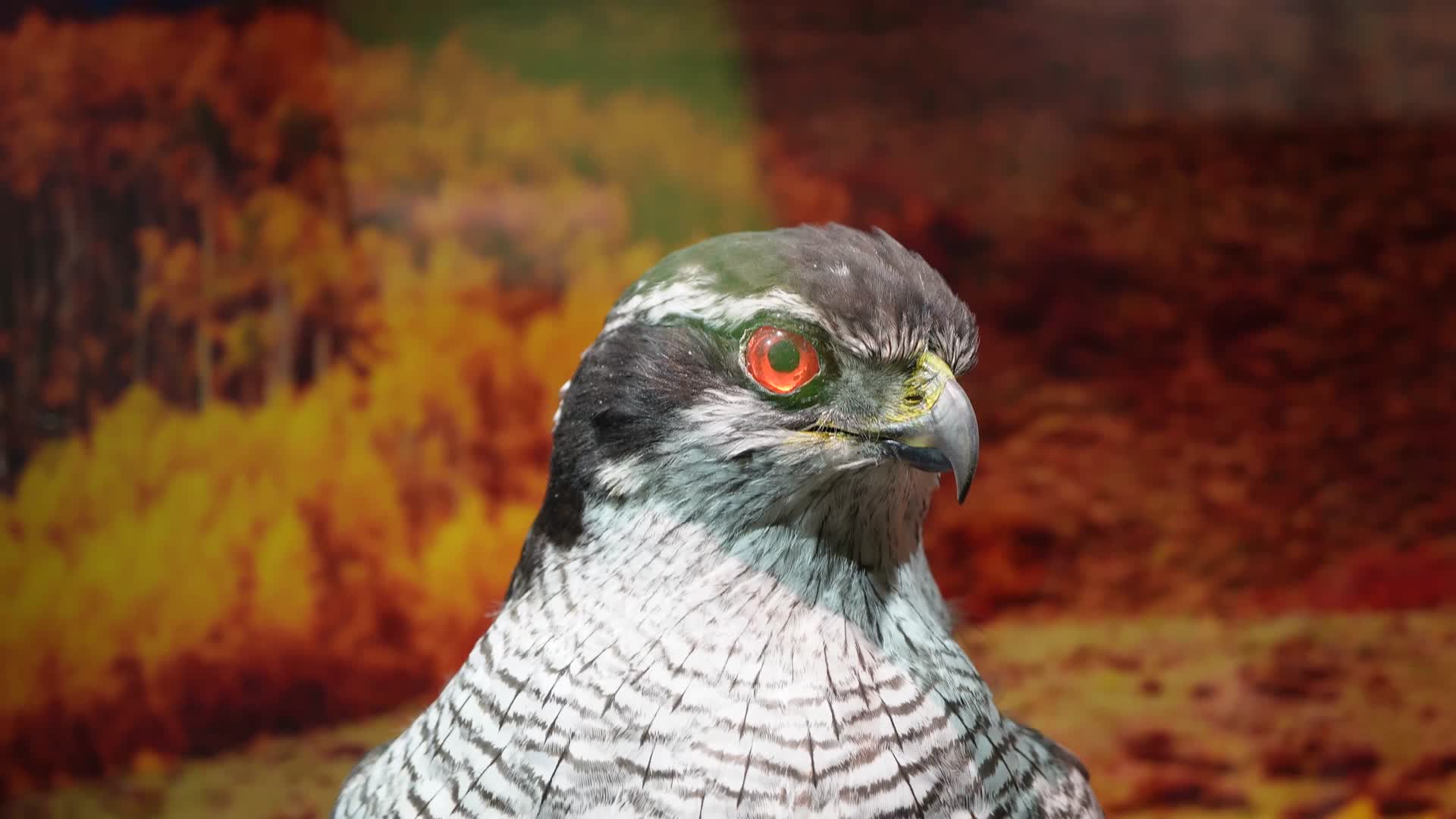 鸟类鹰隼仙鹤鹳标本视频的预览图