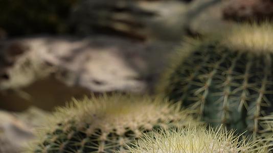 仙人掌仙人球沙漠植物视频的预览图