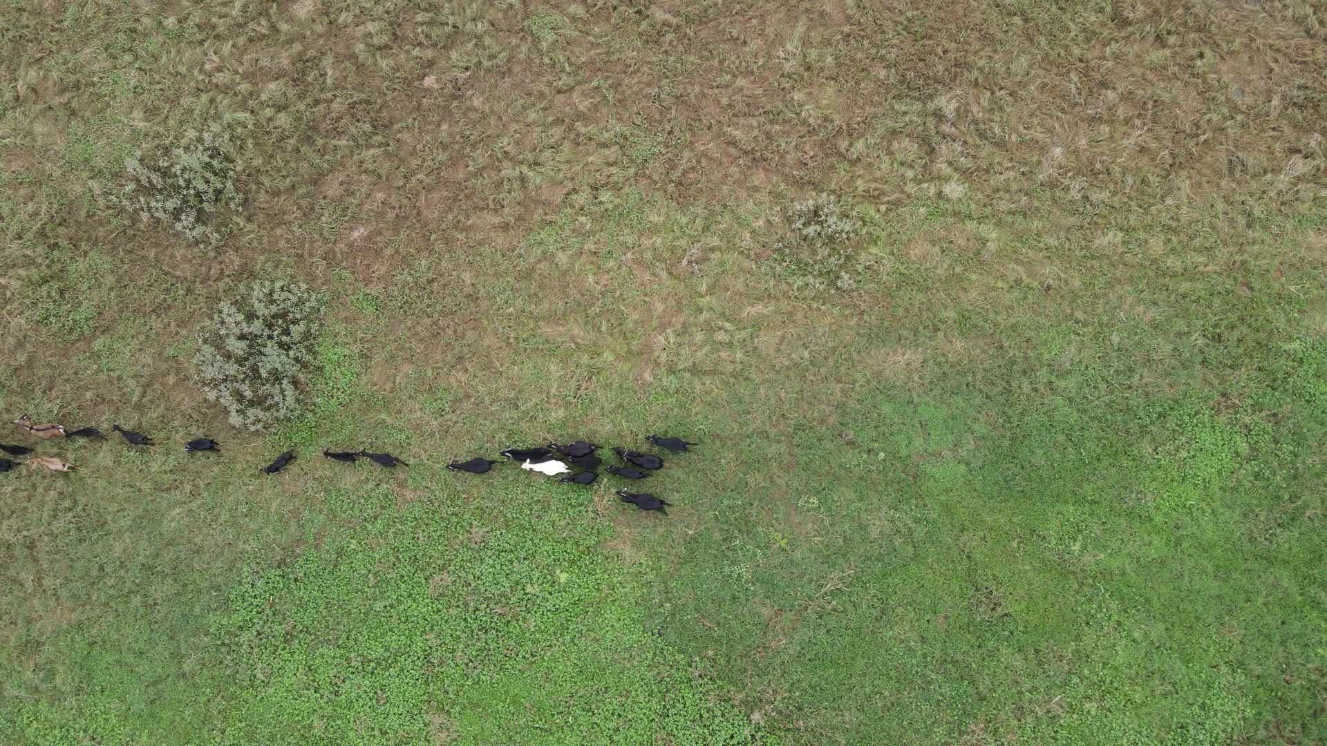 航拍草地上牧羊视频的预览图