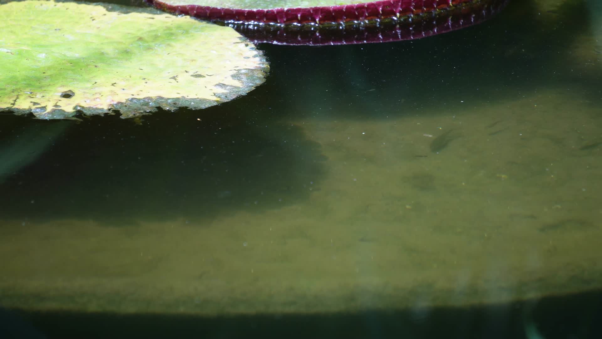 小鱼穿梭莲花池荷花池视频的预览图