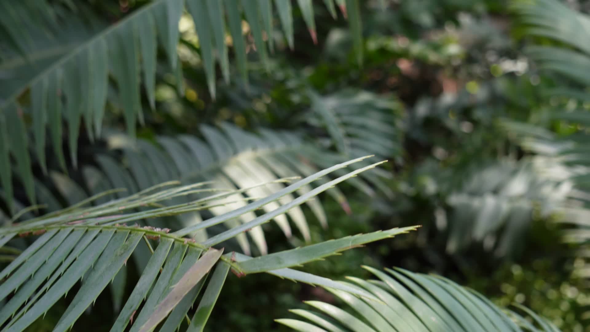棕榈树铁树视频的预览图