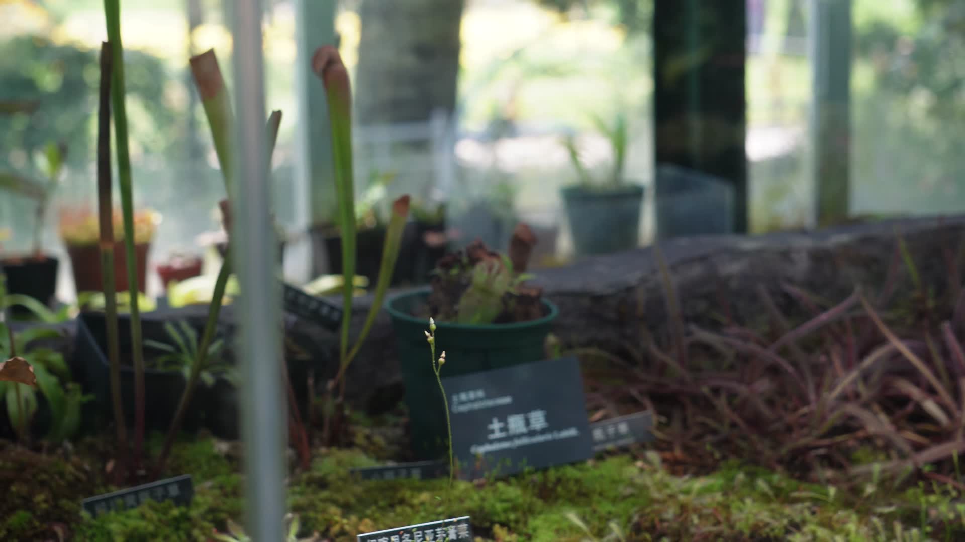 捕虫草蕨类植物绿色植物视频的预览图