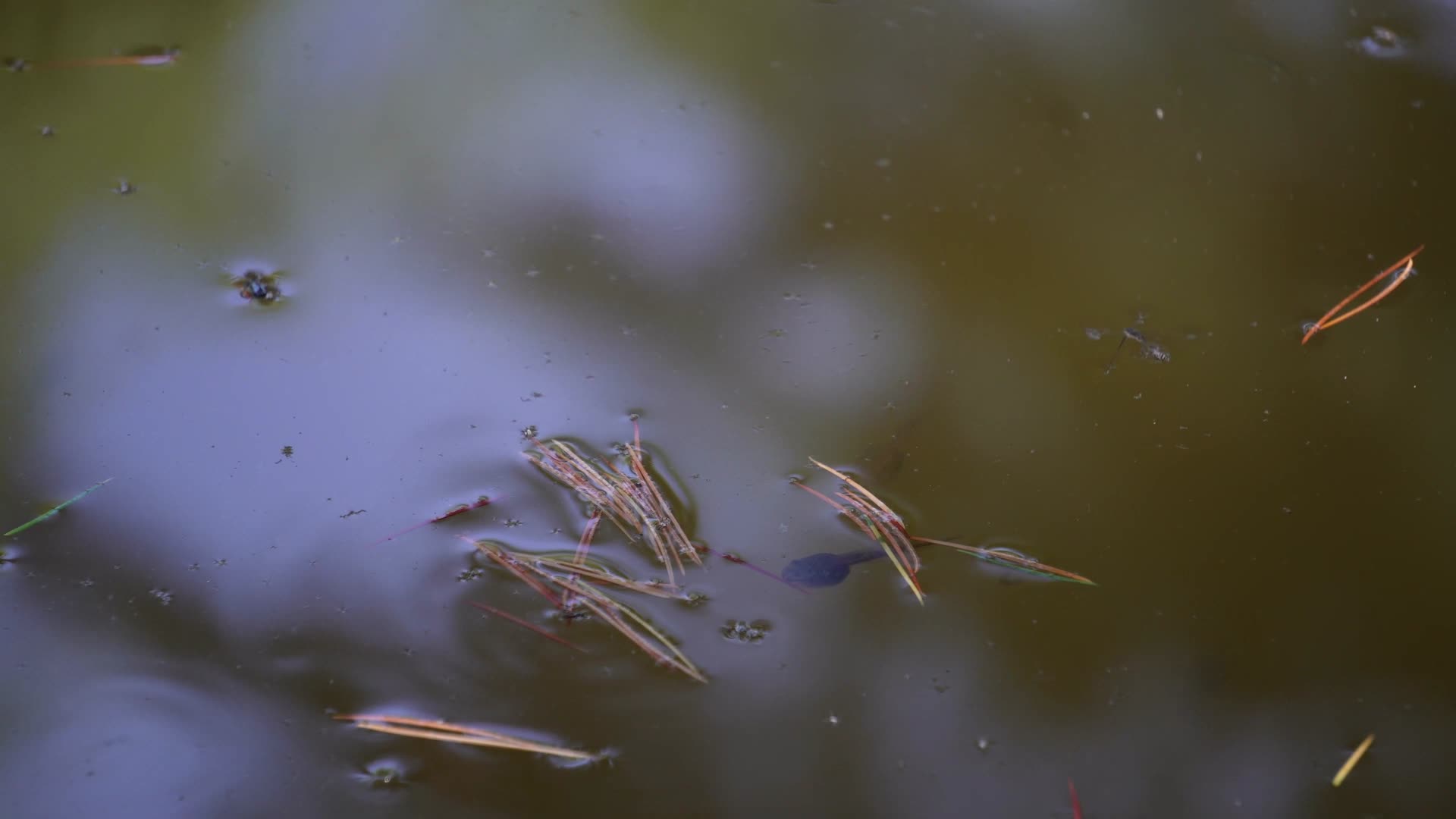 池塘蝌蚪水生物生态视频的预览图