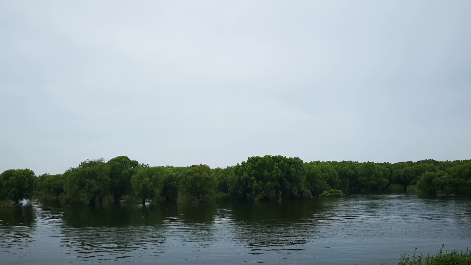 实拍水上森林植物风景视频的预览图