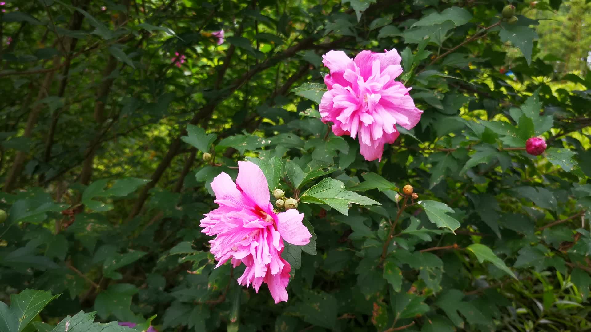 大自然鲜花植物芙蓉花盛开实拍视频的预览图