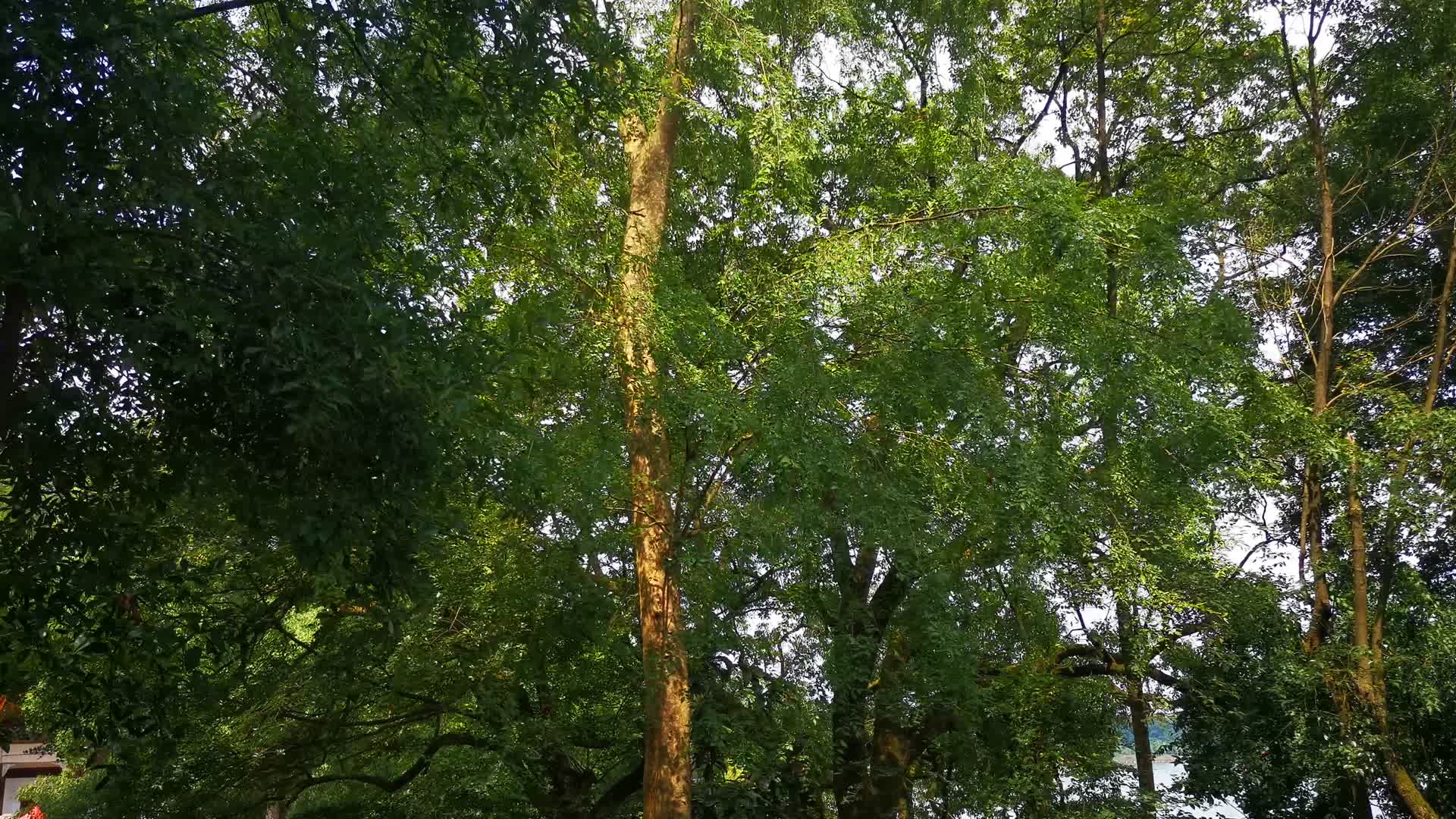 实拍风吹树枝树叶植物视频的预览图