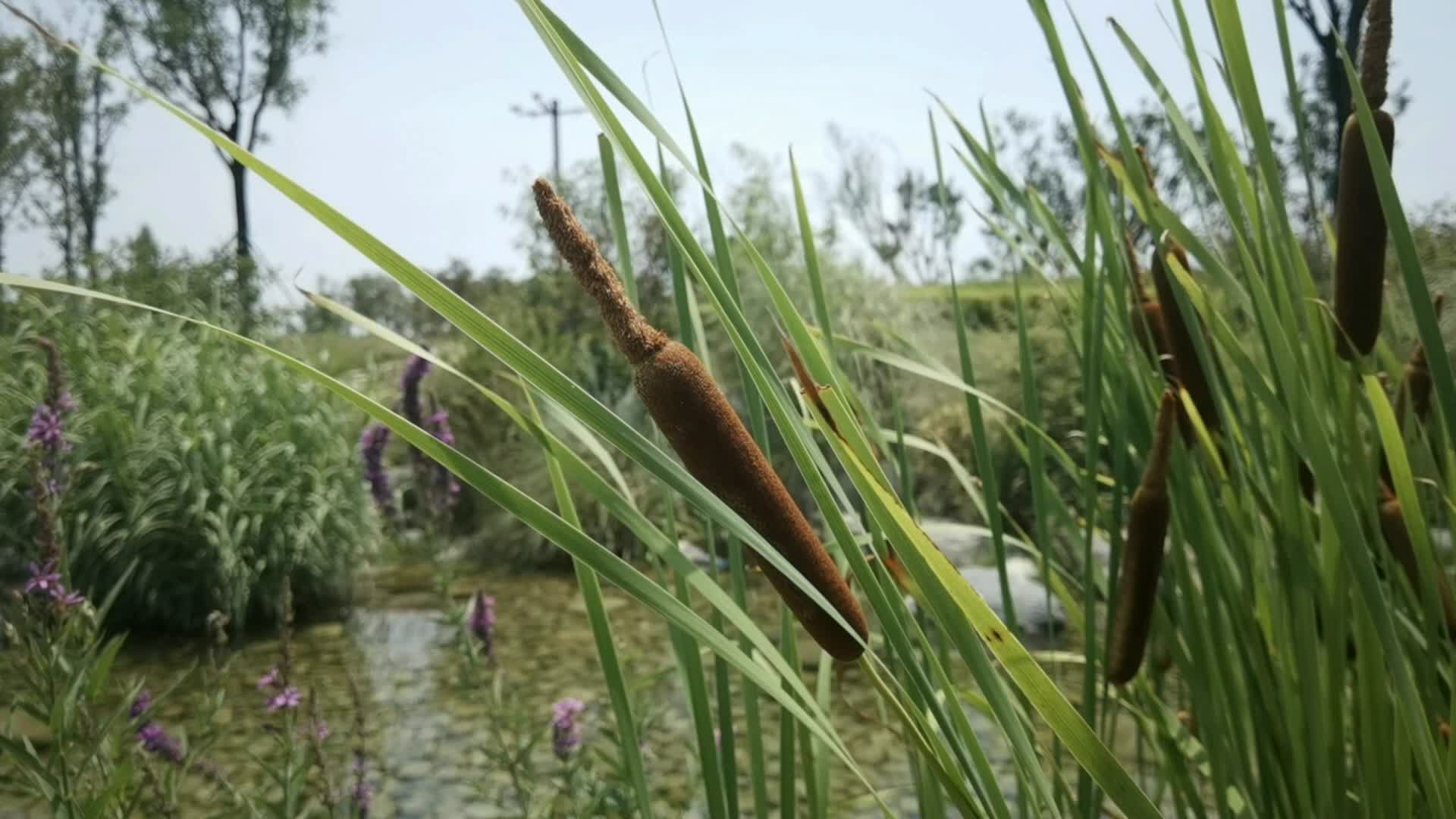 湖边的芦苇视频的预览图