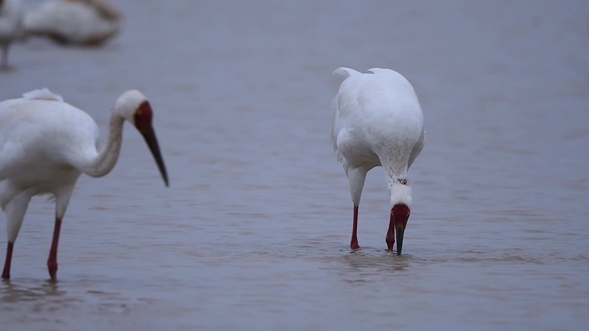 鄱阳湖白鹤视频的预览图