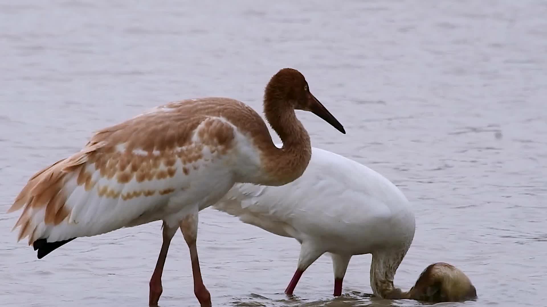 鄱阳湖白鹤实拍视频视频的预览图