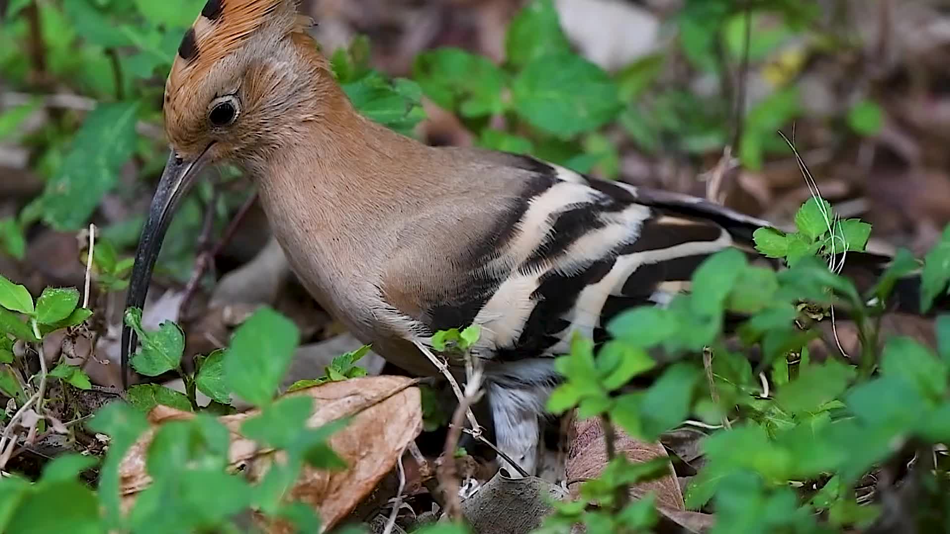 鸟类实拍视频视频的预览图