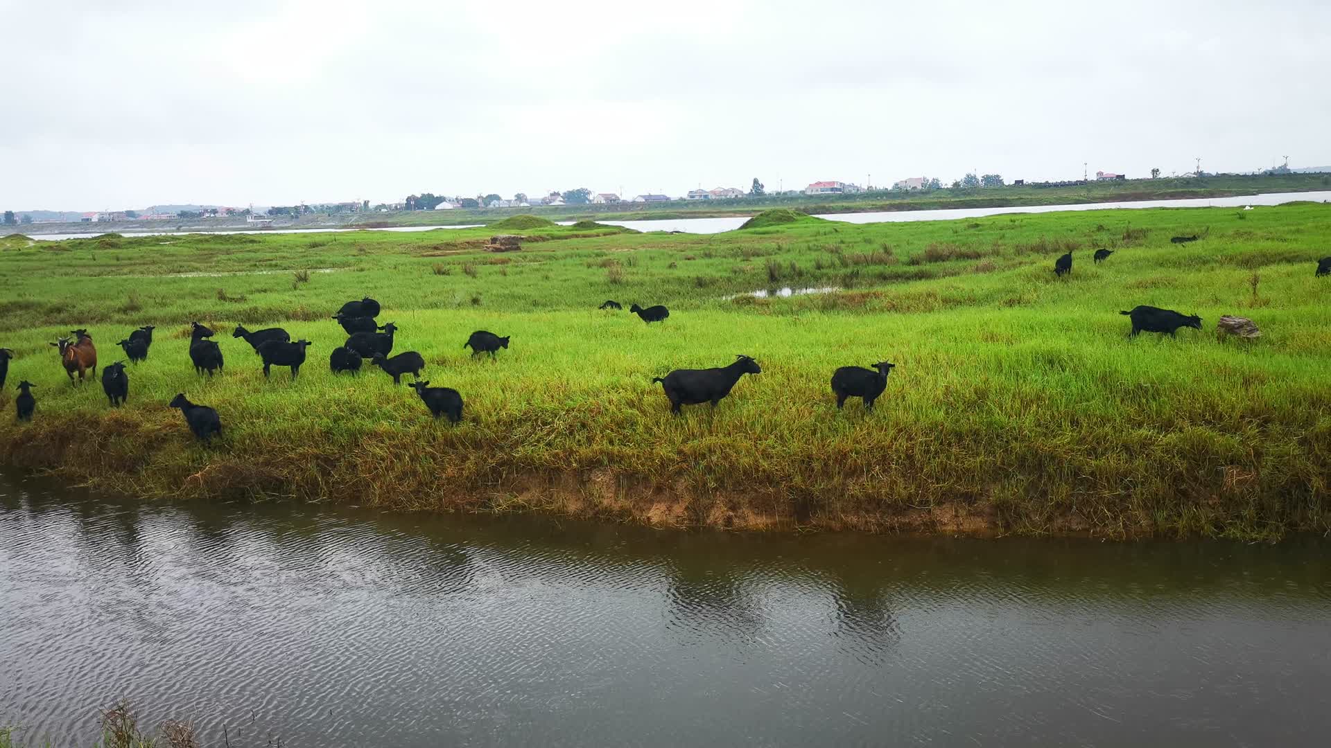 实拍草原上牛羊成群吃草视频的预览图