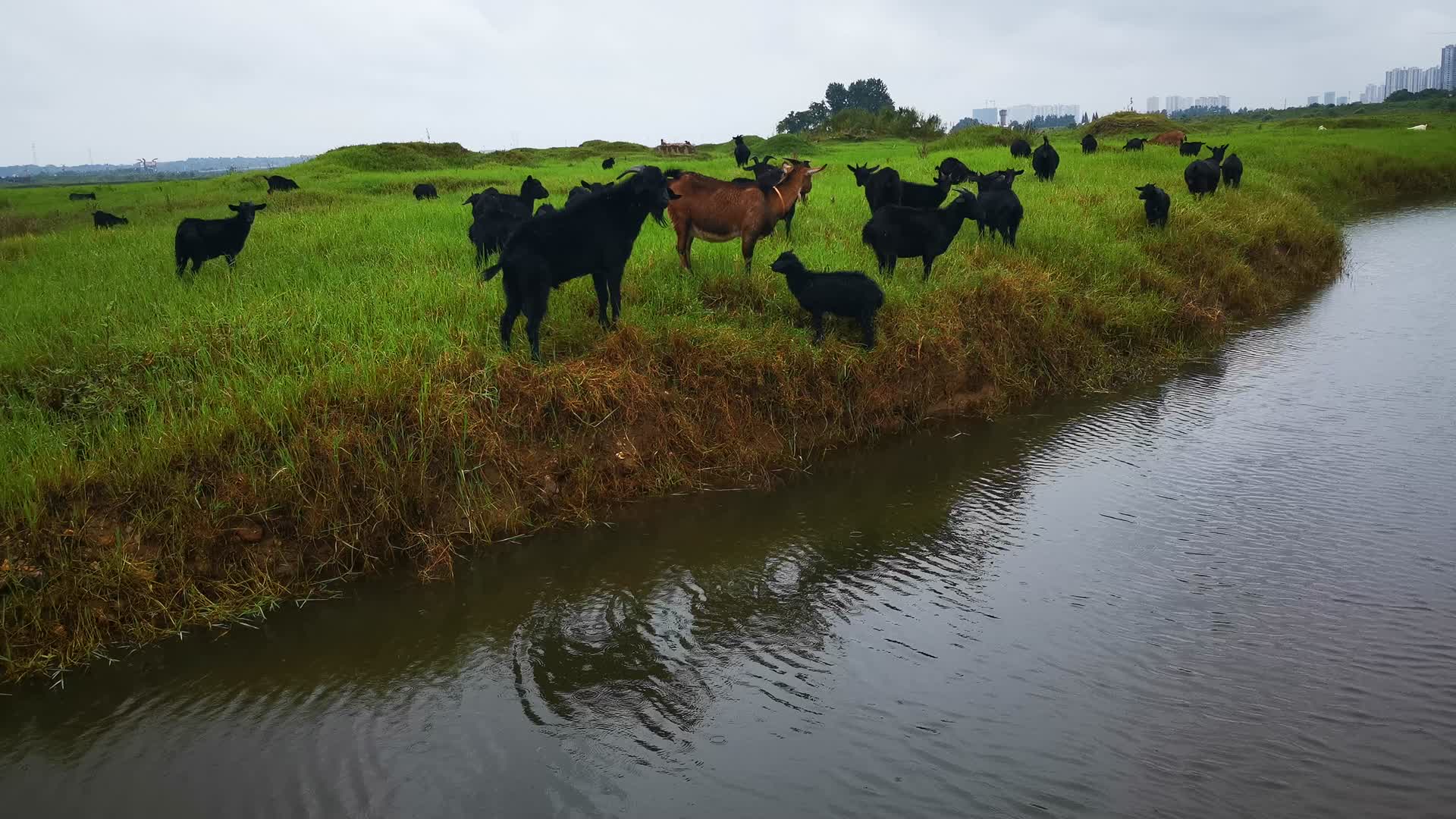 实拍草原上牛羊成群吃草视频的预览图