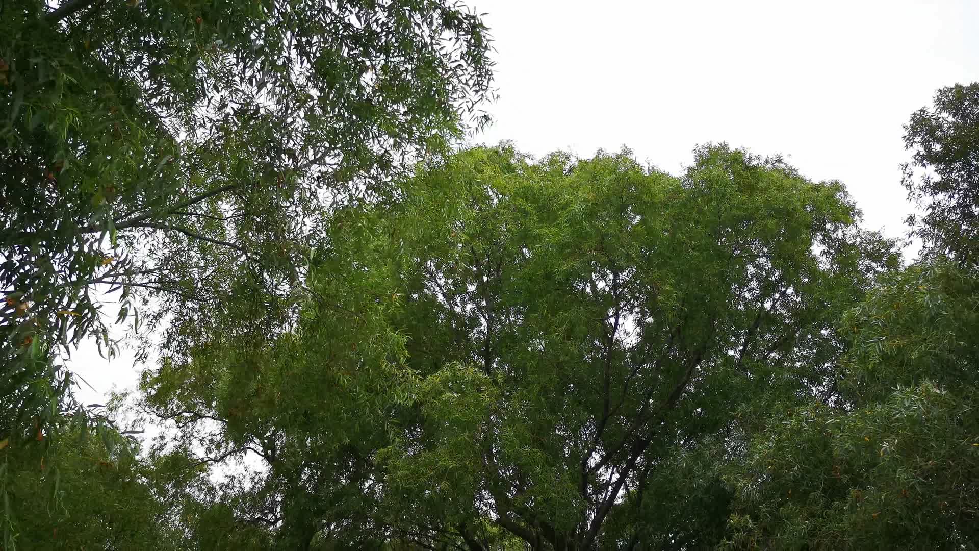 实拍柳树植物树枝树叶视频的预览图