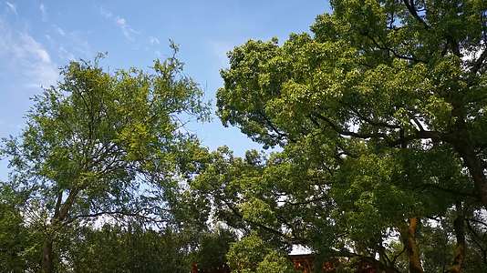 实拍蓝天风吹树枝树叶植物视频的预览图