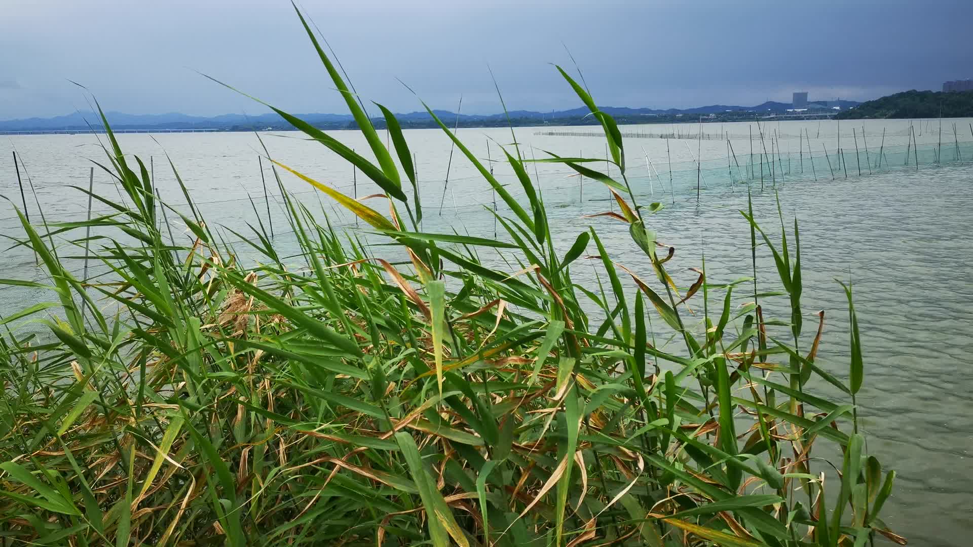 实拍湖面野草芦苇植物视频的预览图