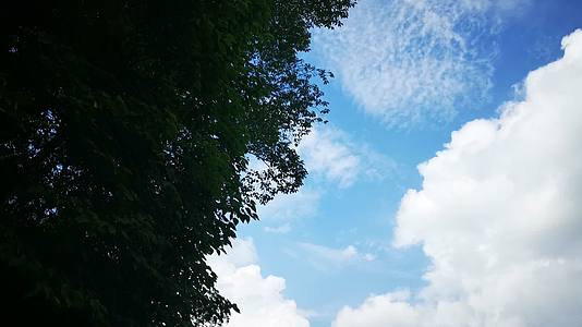 实拍蓝天风吹树枝树叶植物视频的预览图