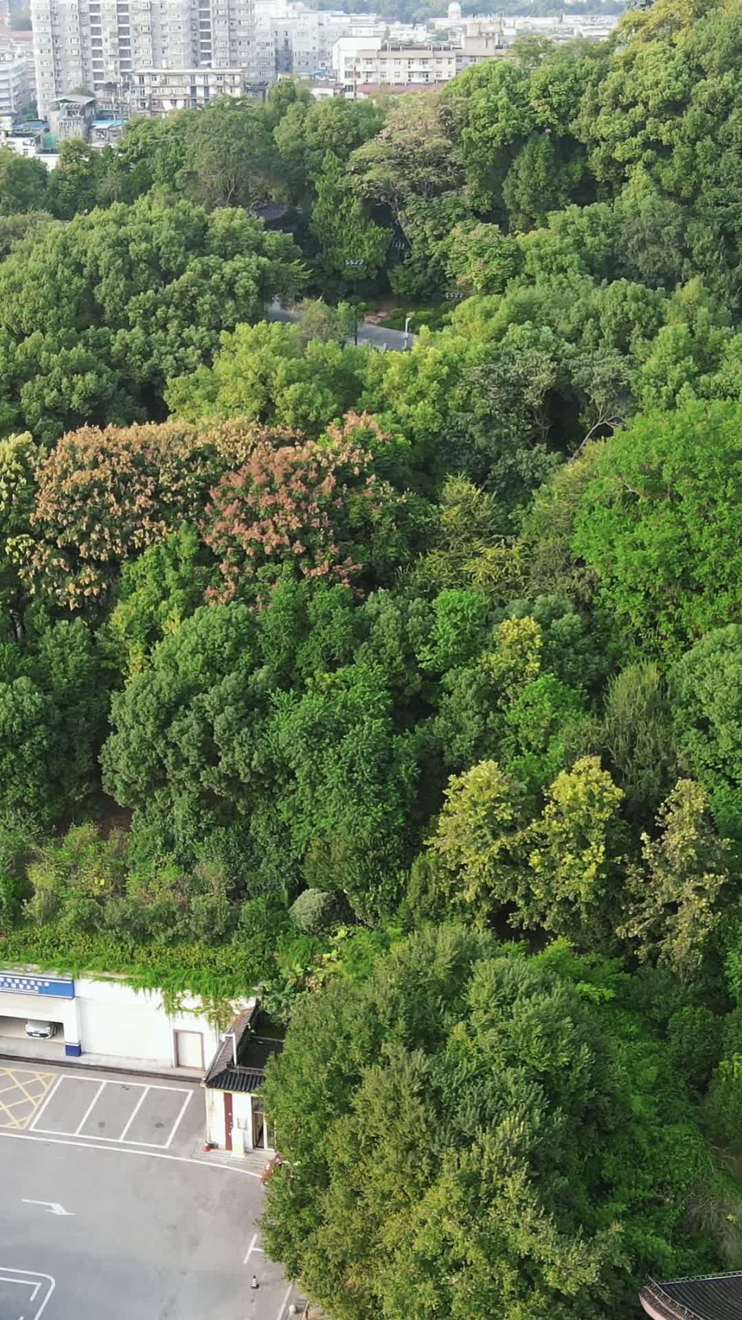 城市航拍山东济南交通绿化植物视频的预览图