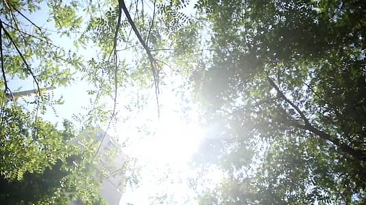 镜头合集夏季仰视天空树叶光影摇曳逆光太阳视频的预览图
