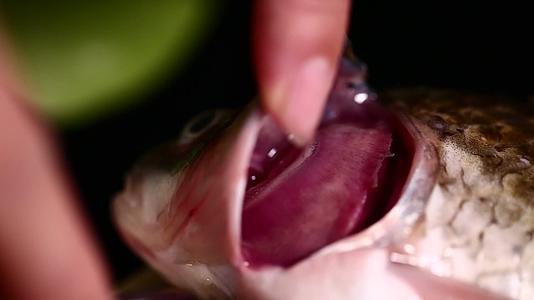 镜头合集鱼鳃辨别鱼新鲜程度视频的预览图