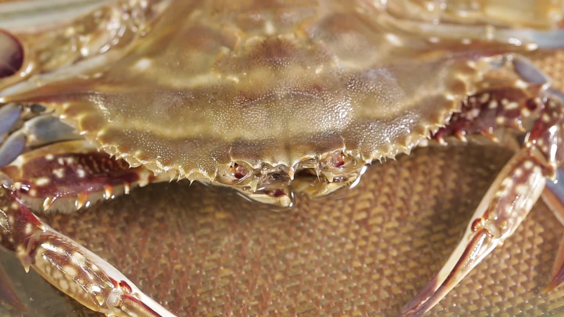镜头合集螃蟹壳外壳特写视频的预览图
