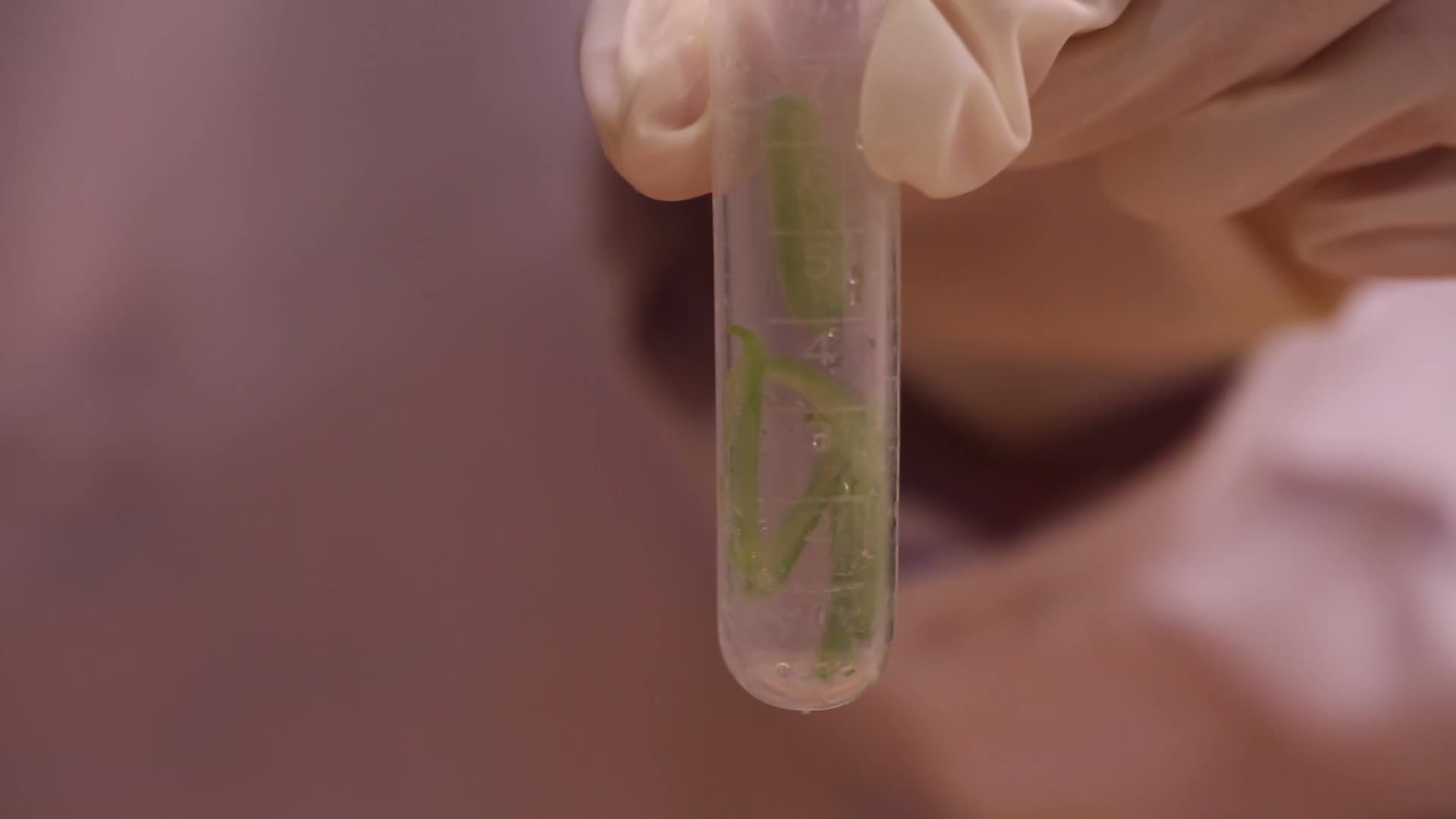 镜头合集试液试剂检测扁豆毒素视频的预览图