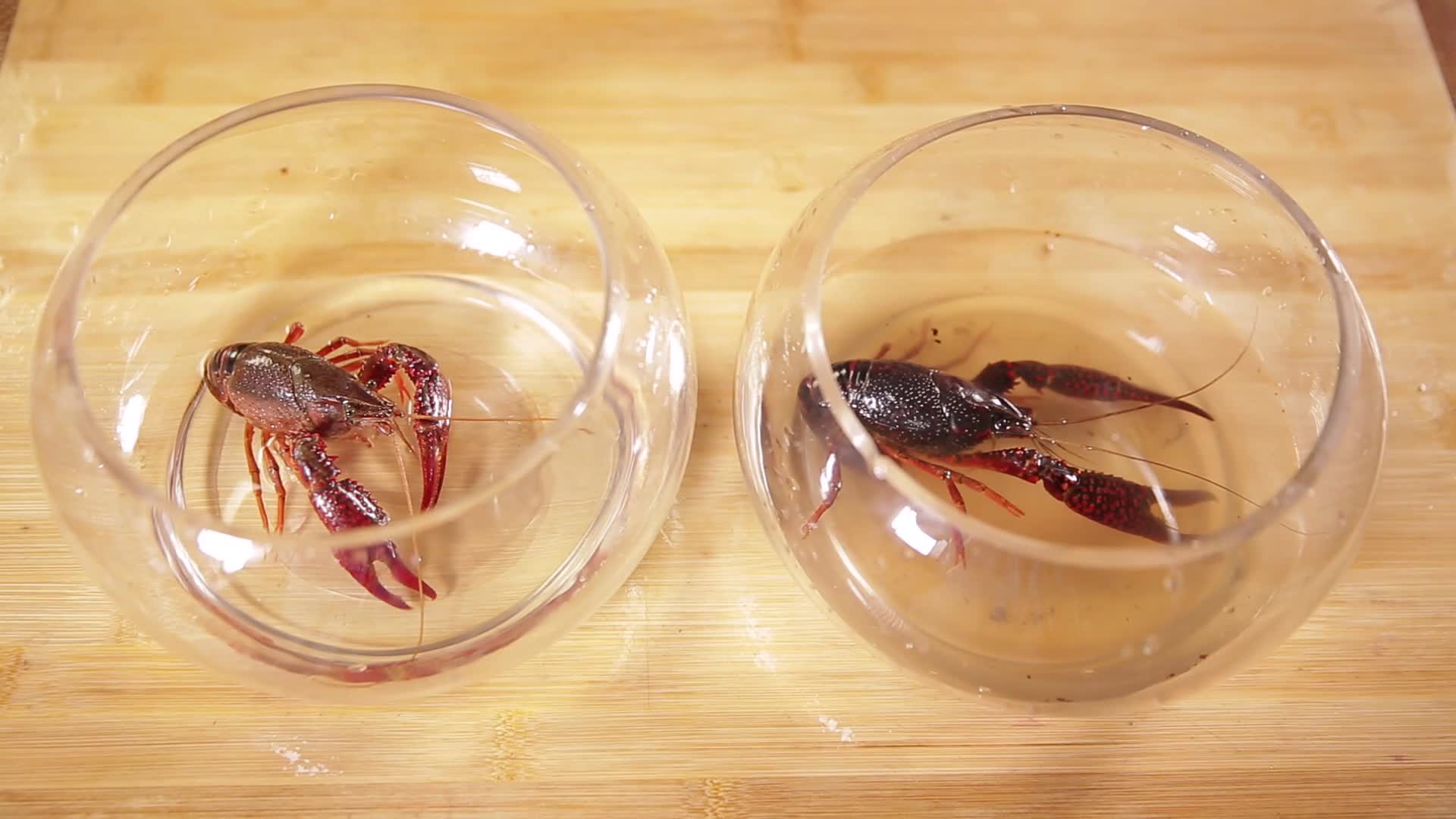 镜头合集污水清水养殖小龙虾对比视频的预览图