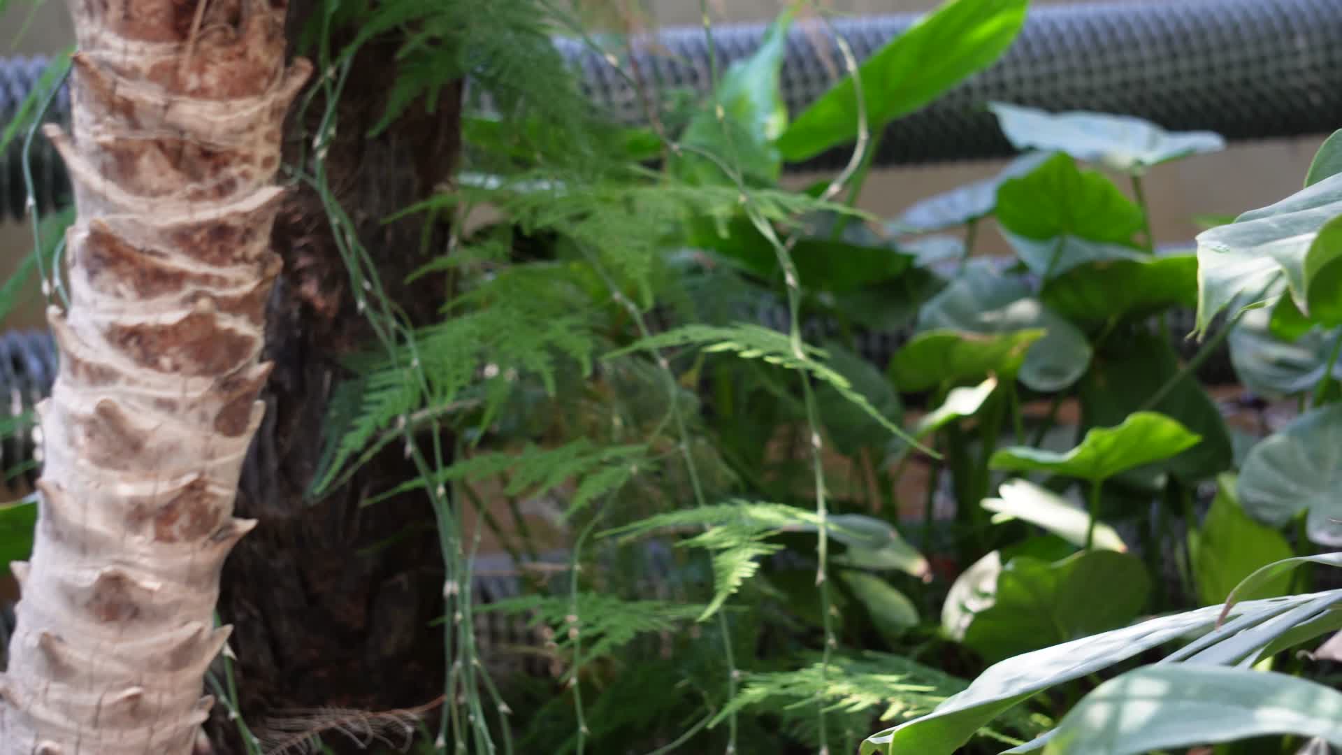 龟背竹绿植绿化叶片视频的预览图