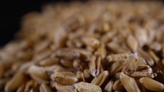 浮小麦中药中草药中医药材视频的预览图