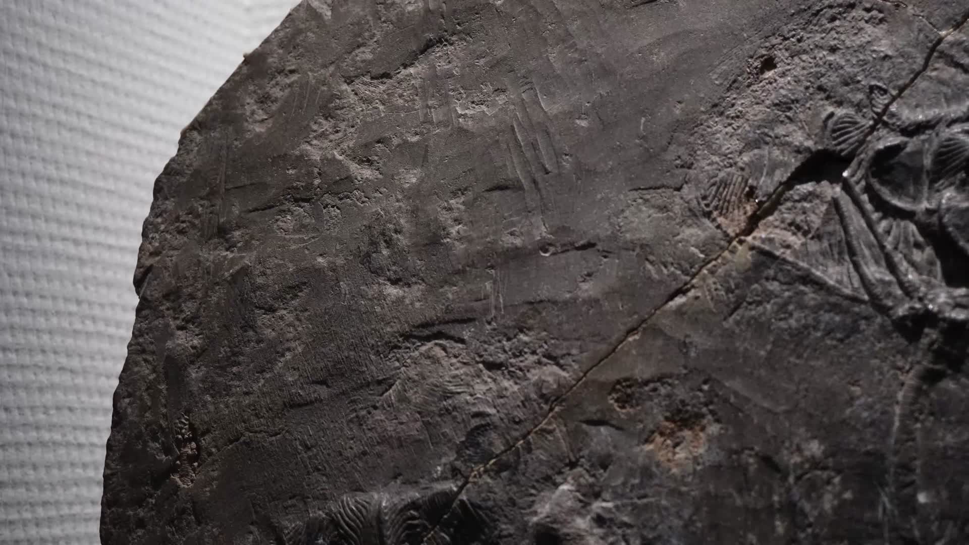 考古古董陈列展示古生物化石视频的预览图