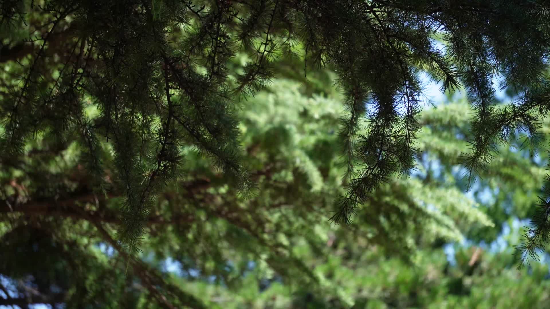 巨大的松树松柏油松视频的预览图