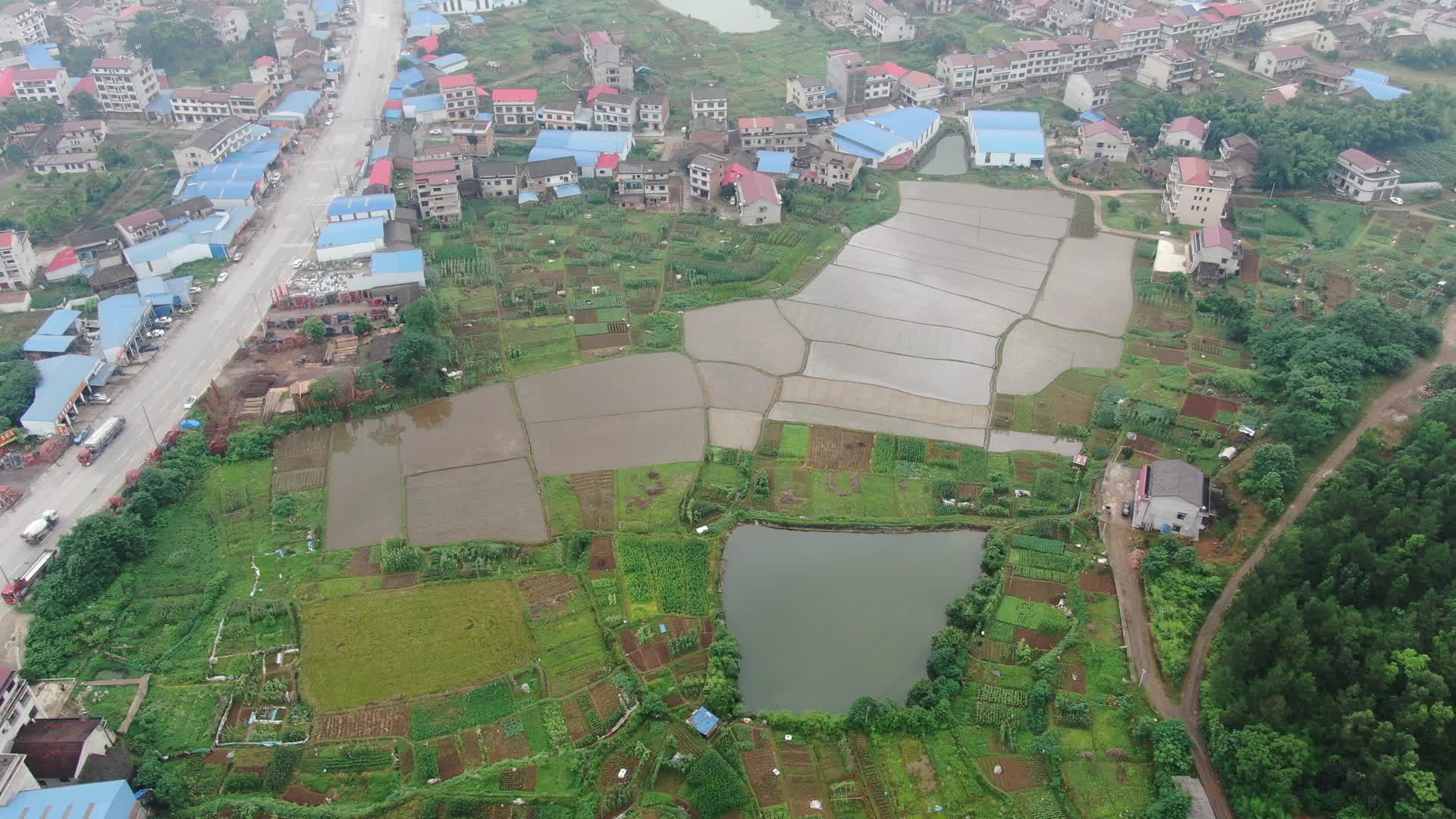 航拍农业种植稻田水稻视频的预览图