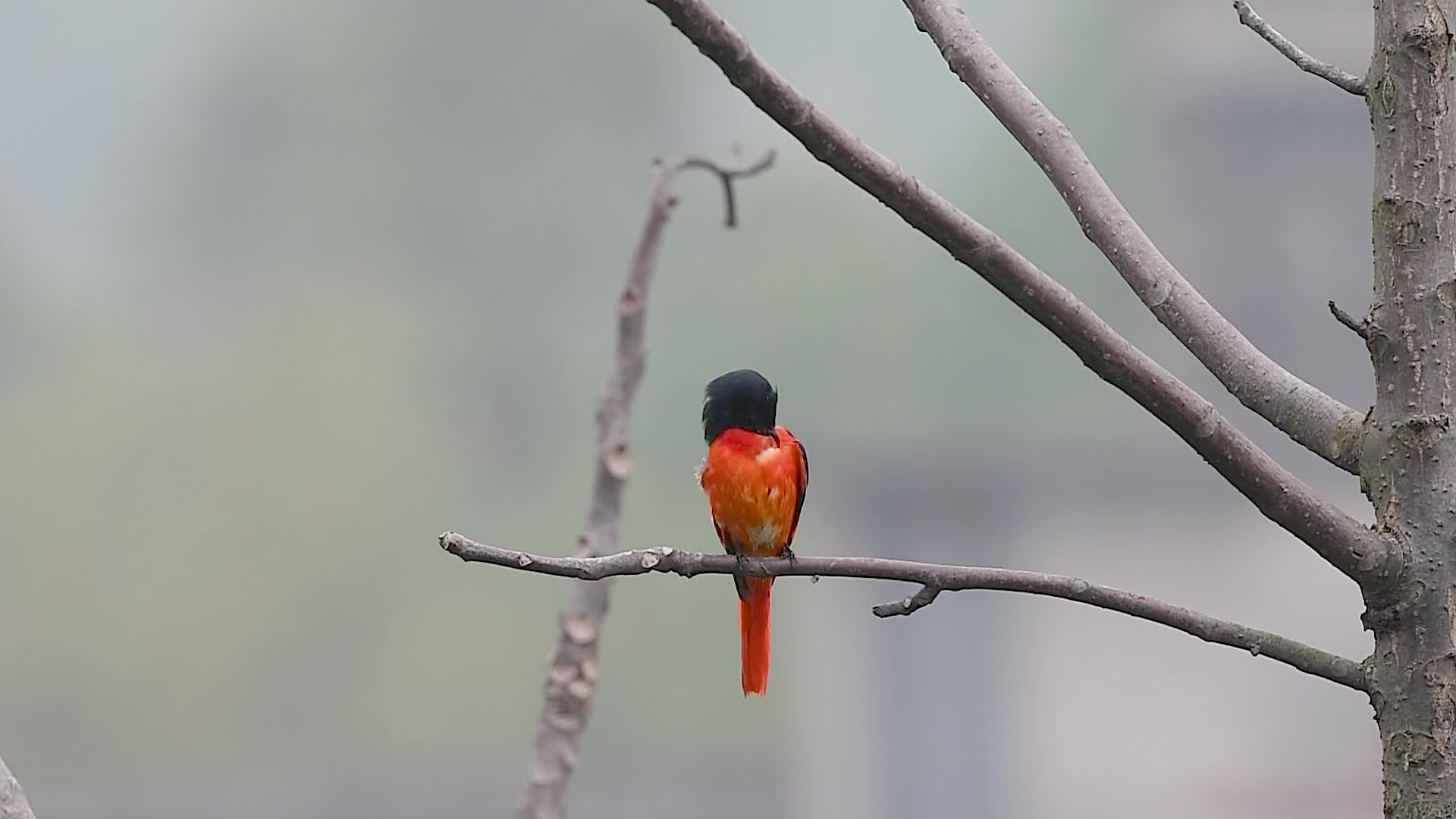 赤红山椒鸟视频的预览图