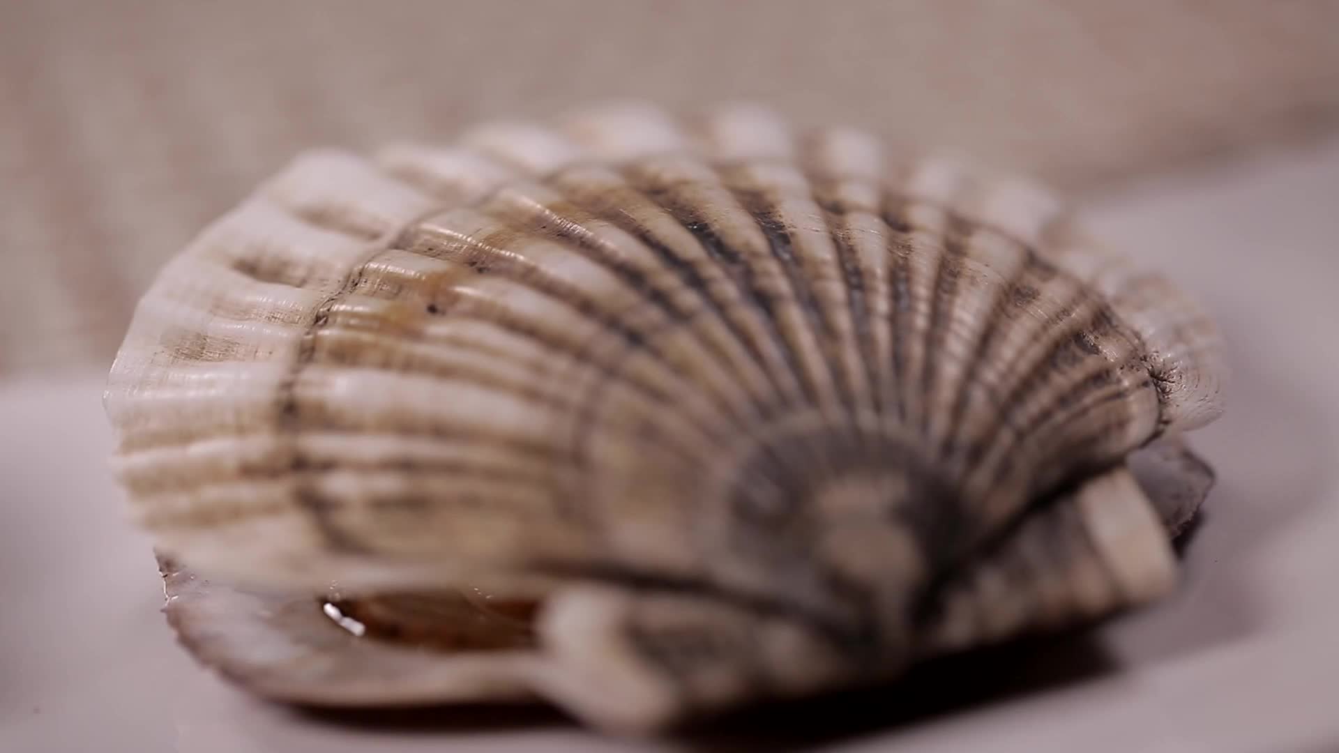 镜头合集贝壳打开的扇贝视频的预览图