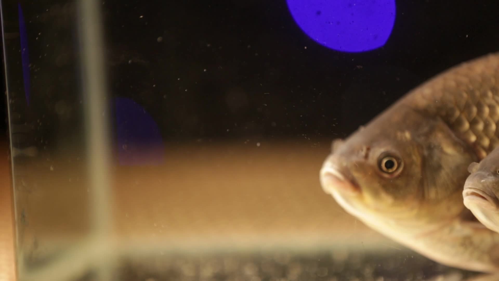 镜头合集鲫鱼吐出水里的脏东西视频的预览图