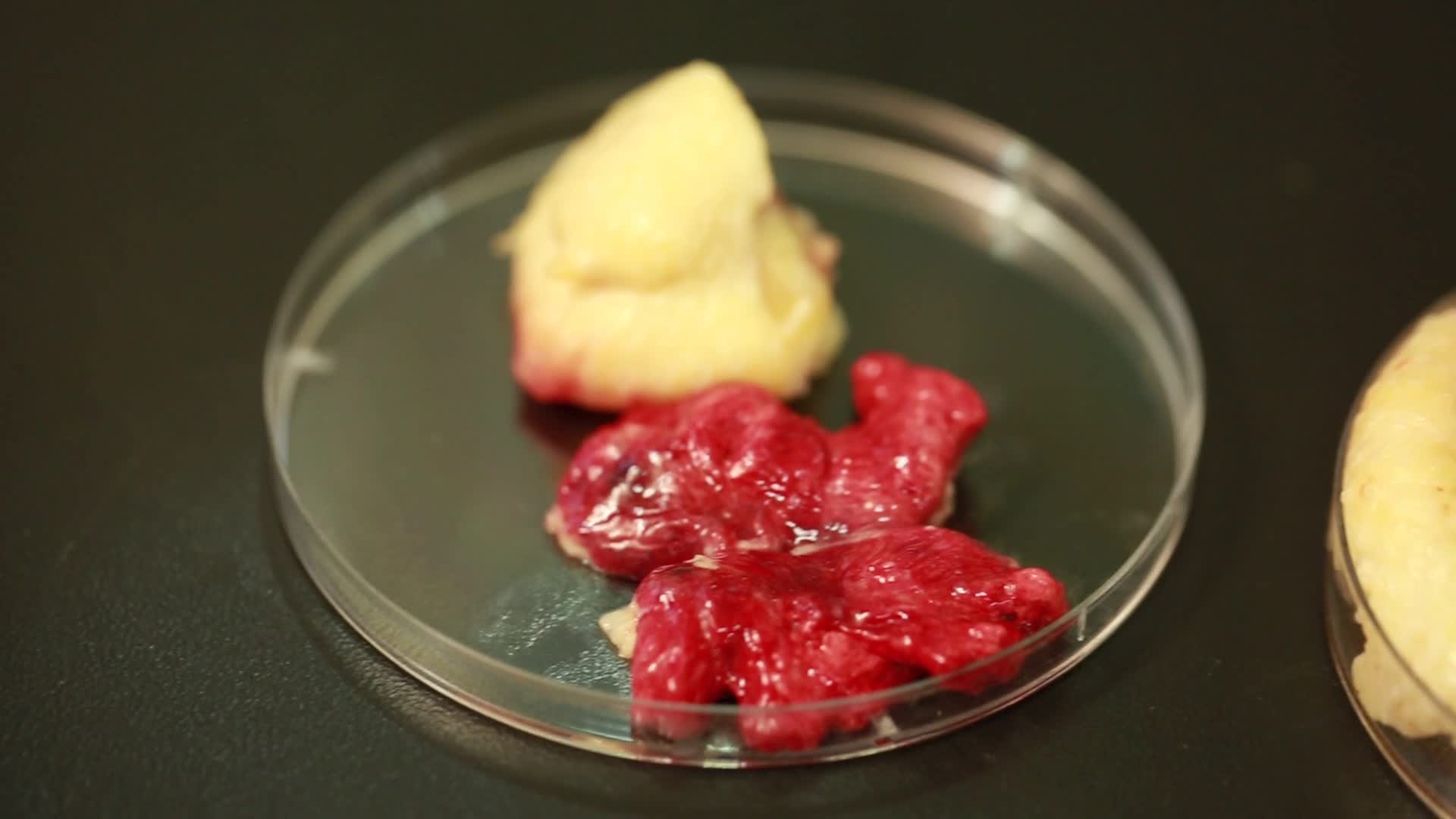 镜头合集培养皿中放置鸡尾脂腺脾脏免疫系统腺体视频的预览图