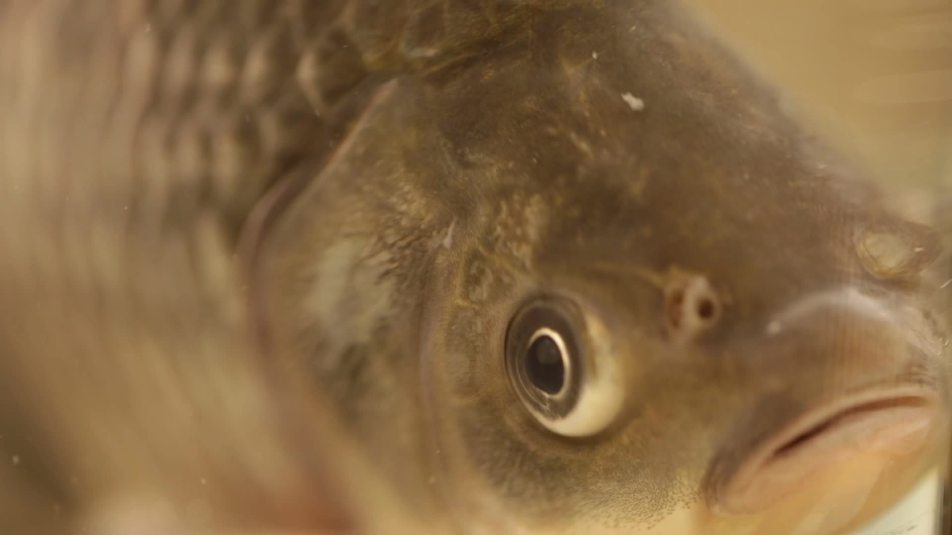 镜头合集游水鲫鱼活鱼视频的预览图