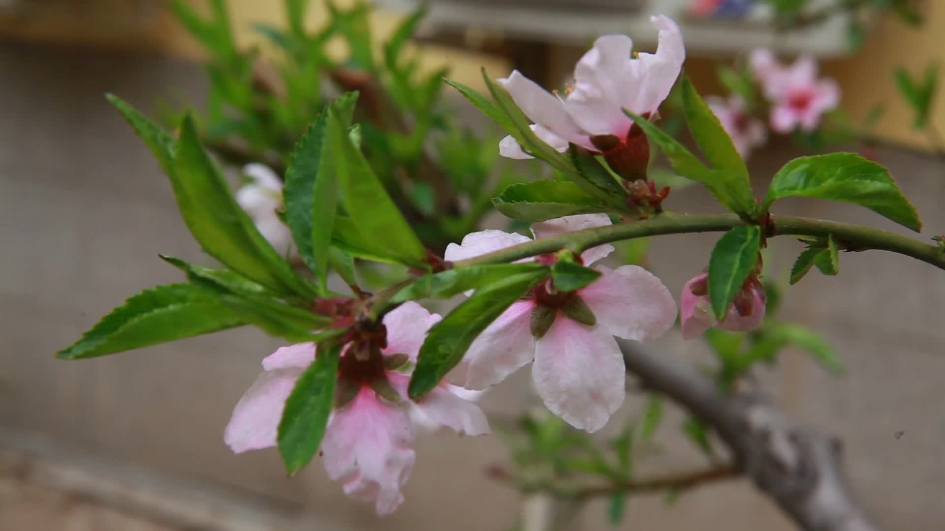 镜头合集玉兰花桃花鲜花春季开花视频的预览图