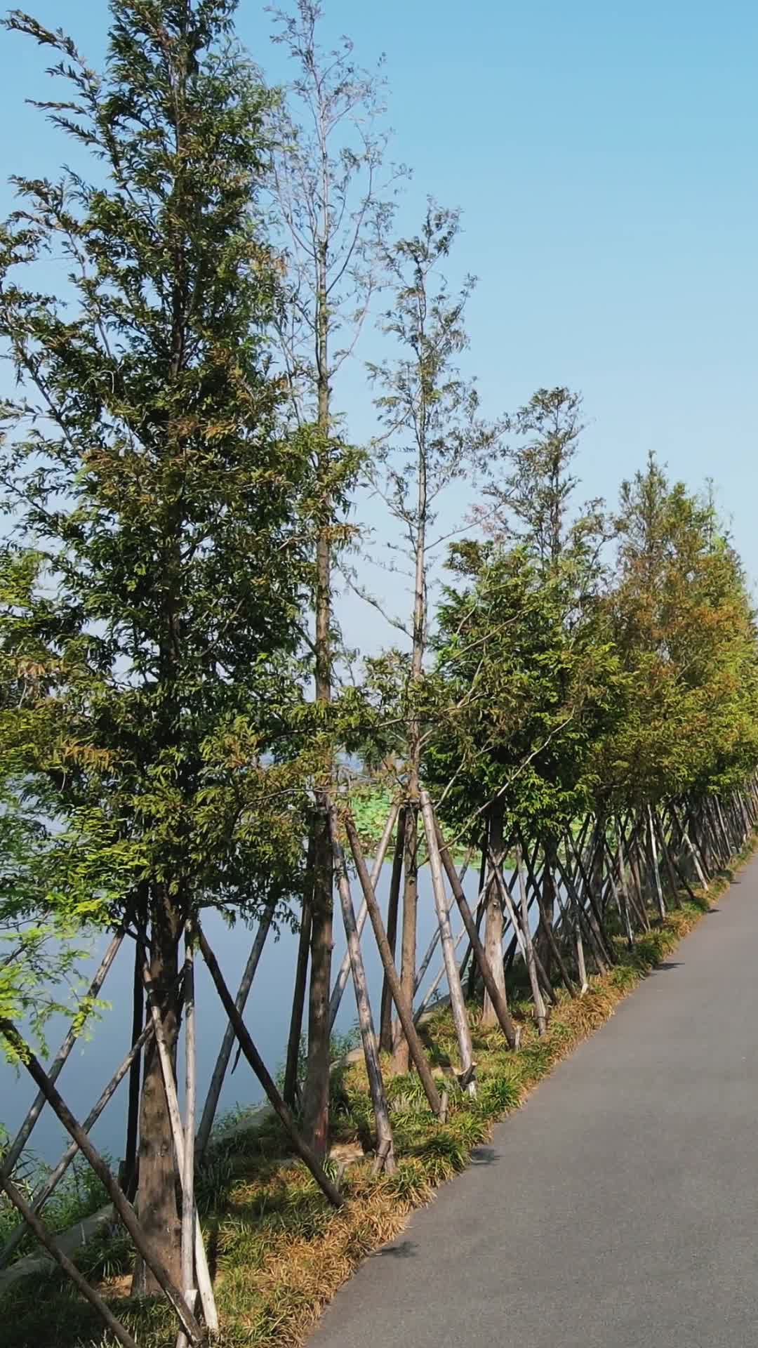 旅游景区武汉东湖唯美道路竖屏视频的预览图