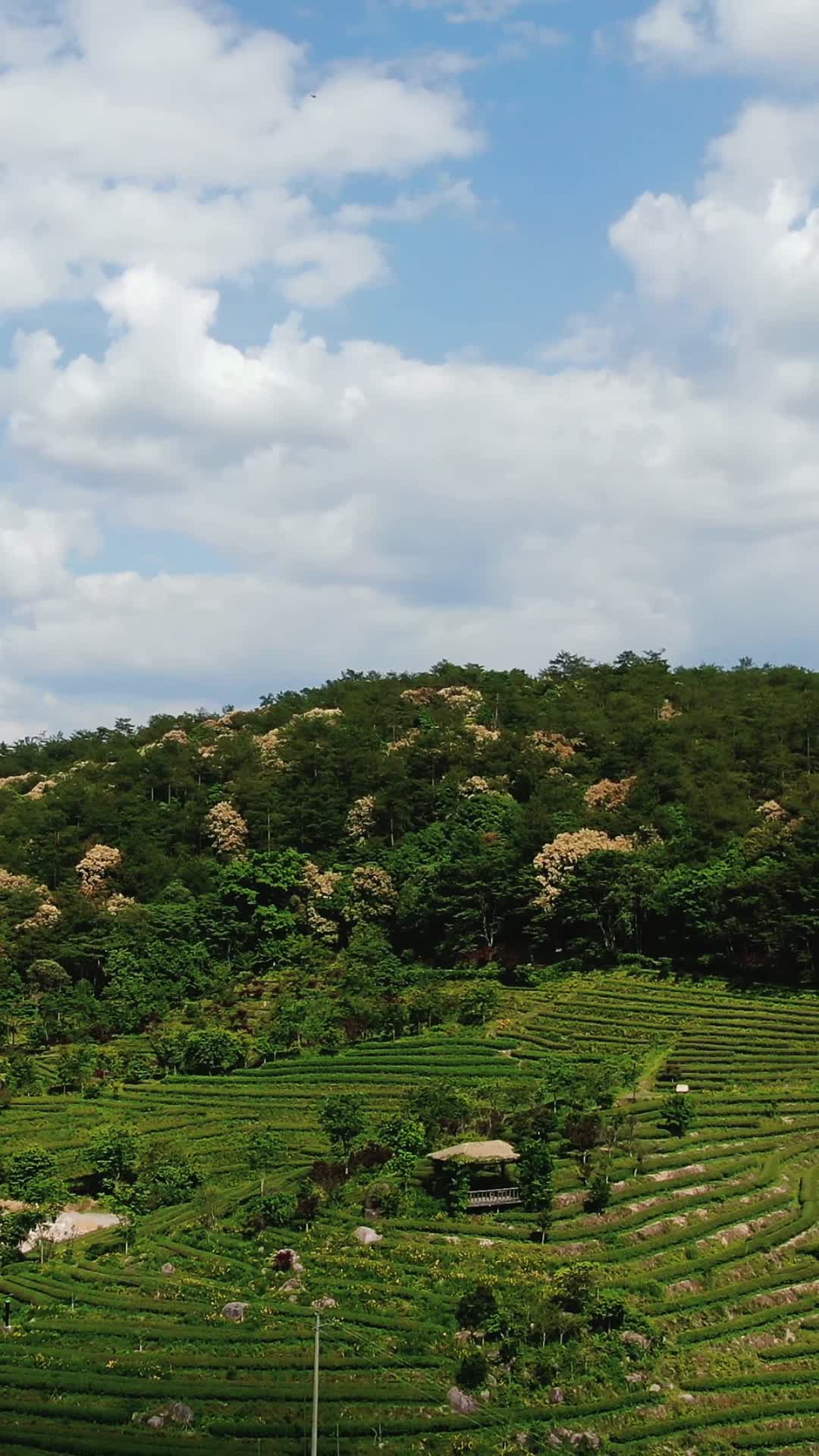 自然风光福建泰宁高山茶叶种植竖屏航拍视频的预览图