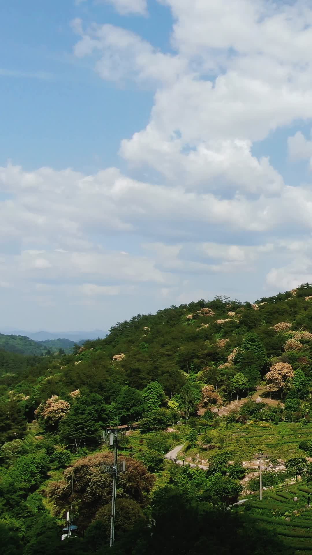 自然风光福建泰宁高山茶叶种植竖屏航拍视频的预览图