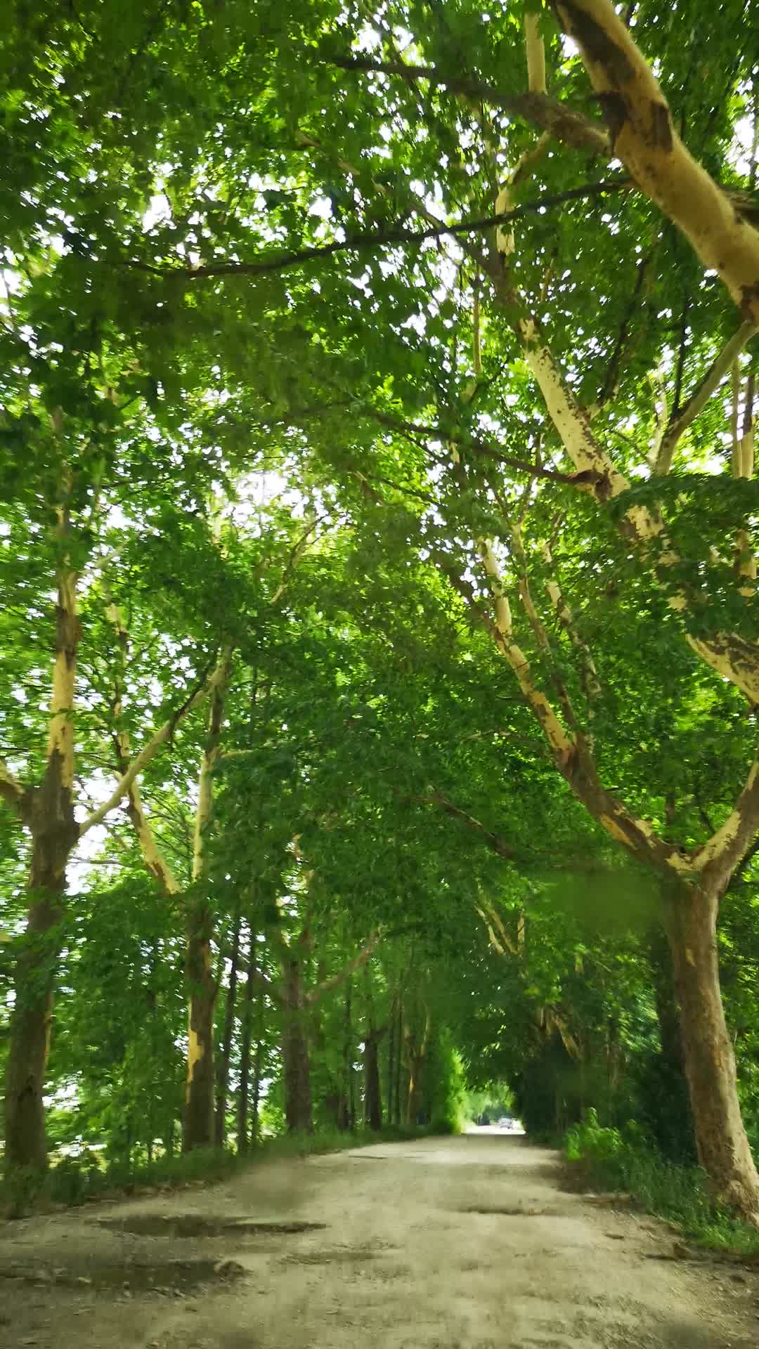 实拍夏日蓝天树枝树叶视频的预览图