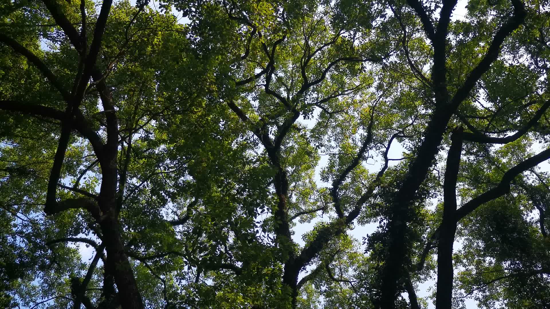 茂密树枝树叶植物实拍视频的预览图