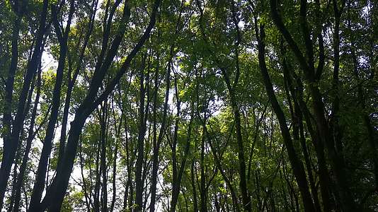 大自然树林植物夏日风光视频的预览图