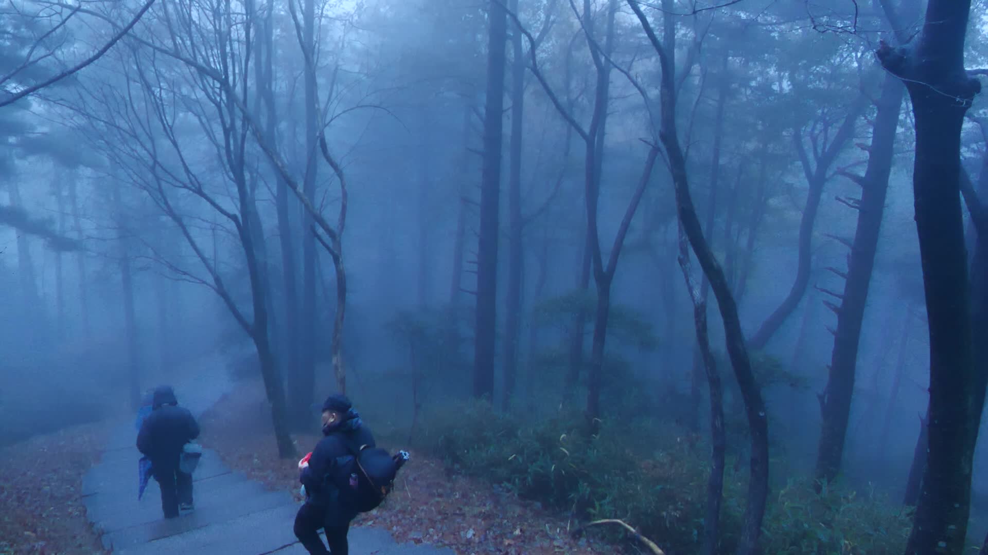 安徽九华山雾气弥漫的森林路视频的预览图