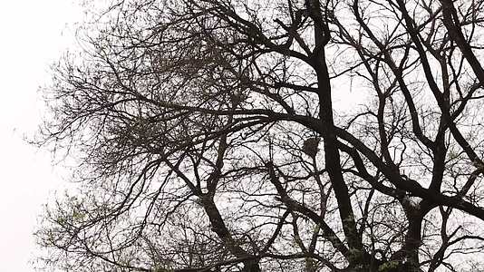 镜头合集树影天空秋季冬季树枝视频的预览图