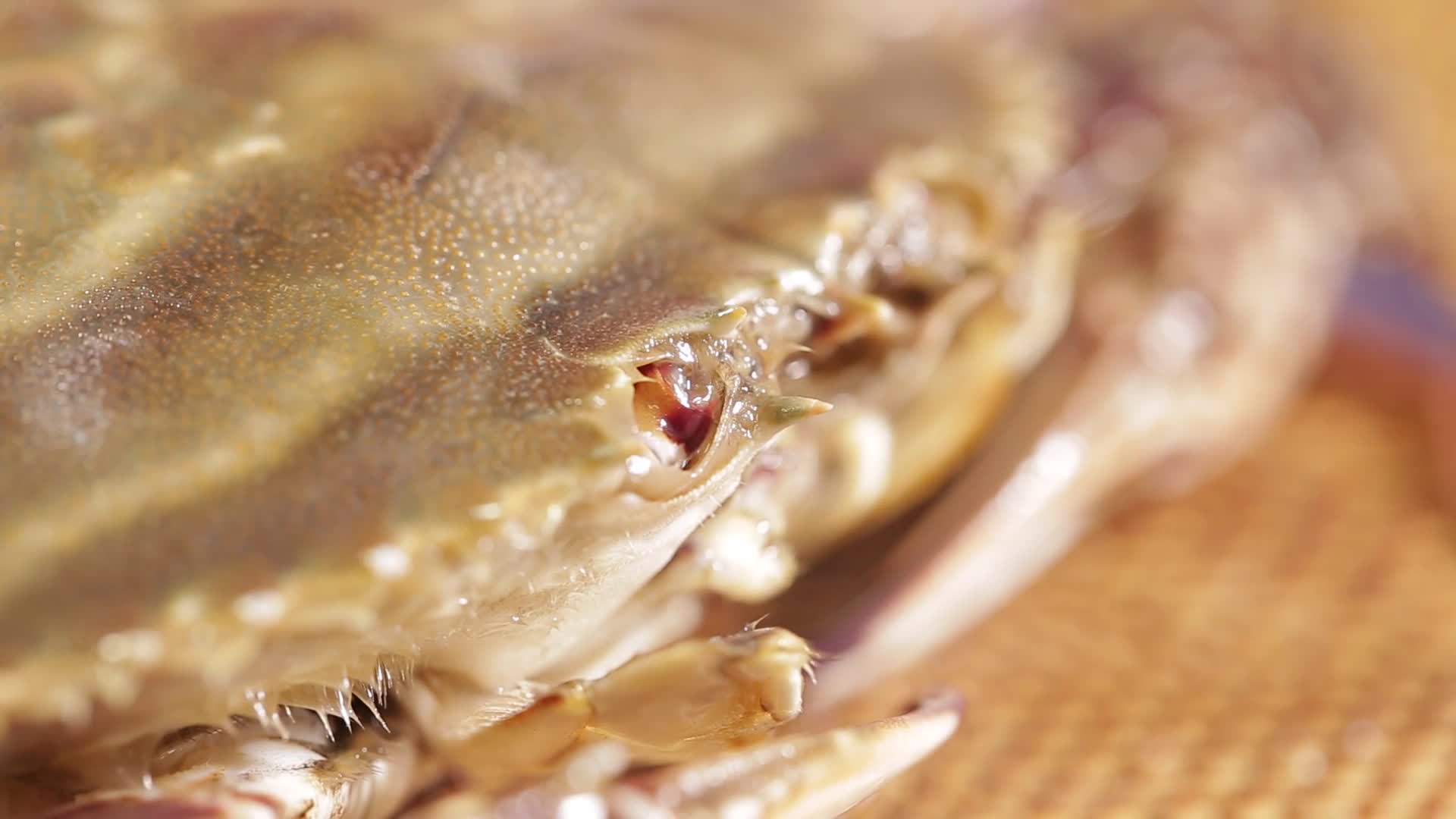 镜头合集螃蟹嘴口器特写视频的预览图