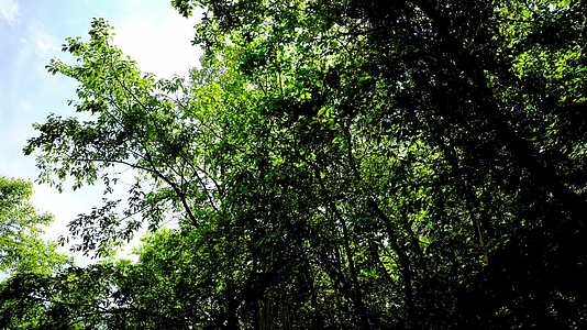 森林自然树林大自然原始生态环保氧吧视频的预览图