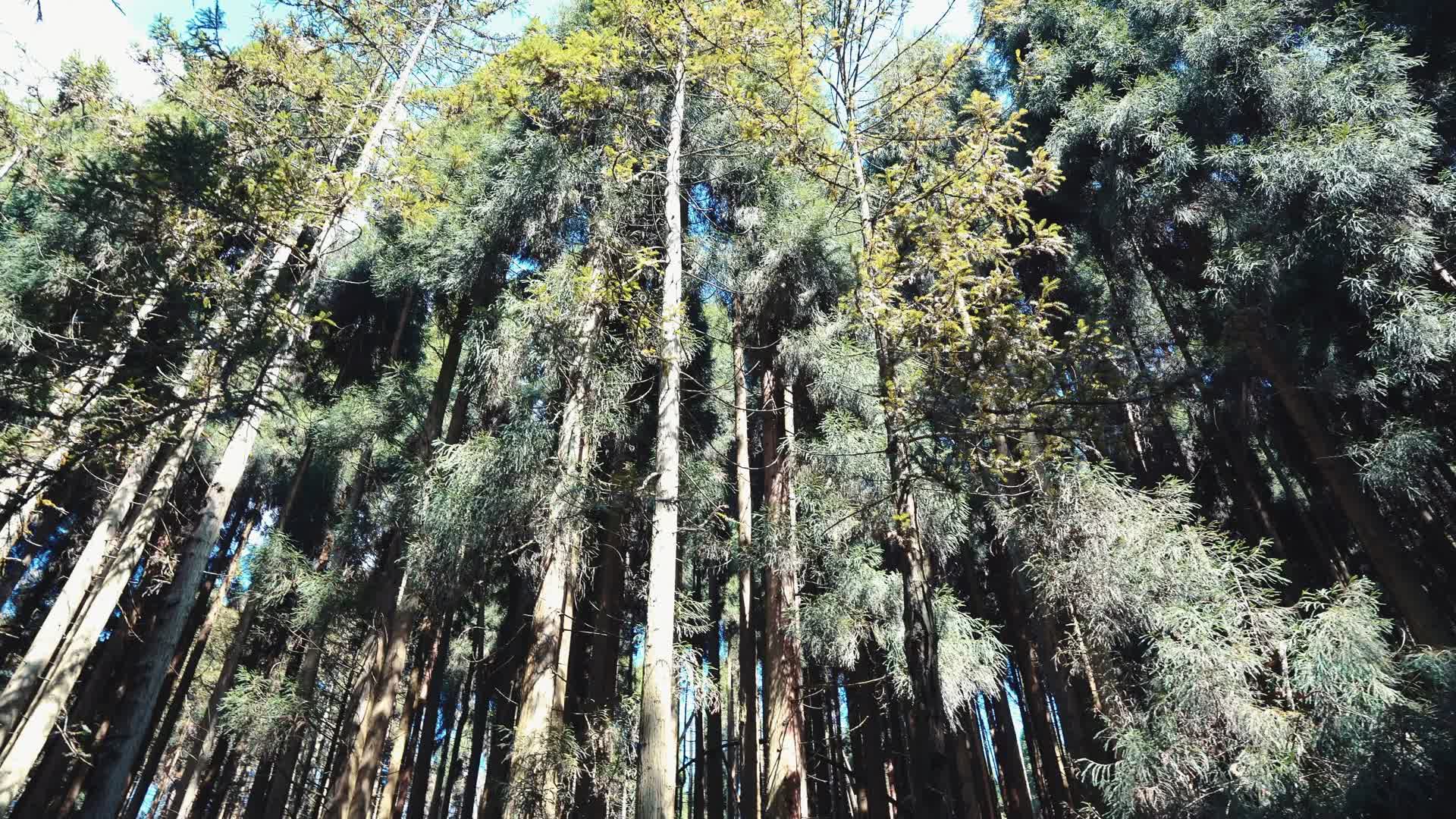 森林自然树林大自然原始生态环保氧吧视频的预览图