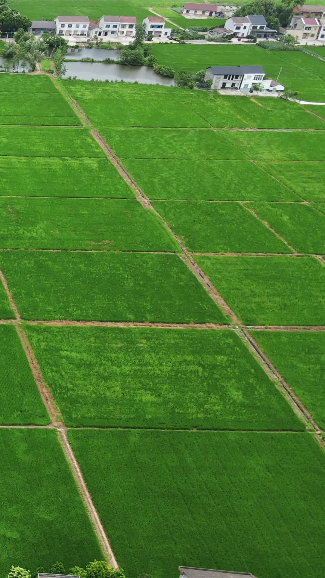 绿色农田农业种植水稻竖屏航拍视频的预览图